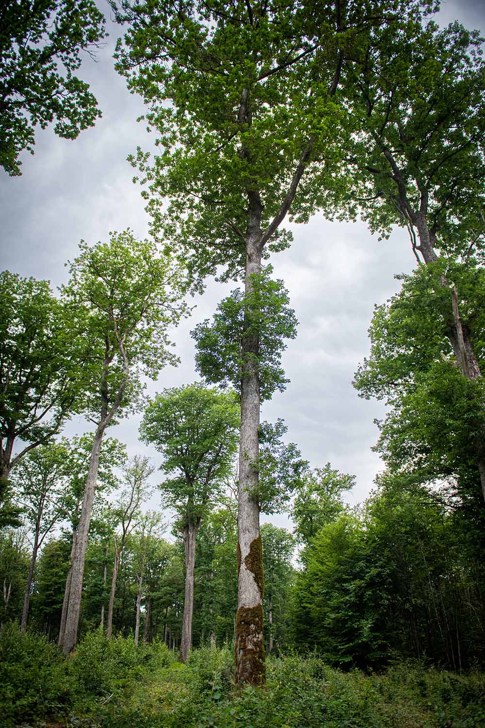Featured image for “Cooperages 1912 Strengthens Dedication to Sustainable Wood Sourcing with SFI Chain of Custody Certification on TW Boswell American Oak Barrels”