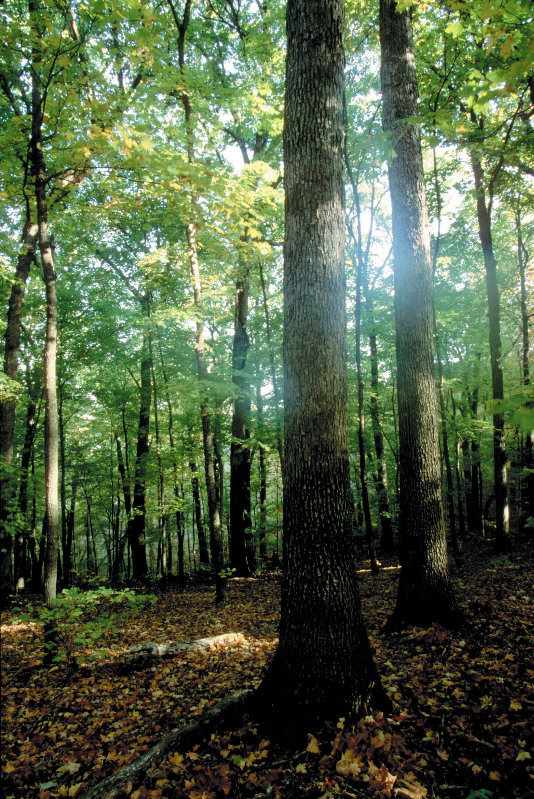 Featured image for “Independent Stave Company and the Boswell Family Provide Generous Support for ForestryWorks®”